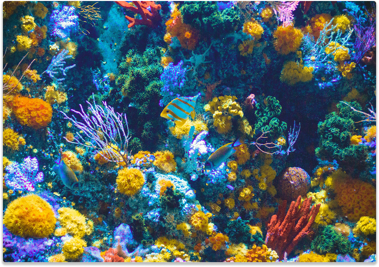 coral reef